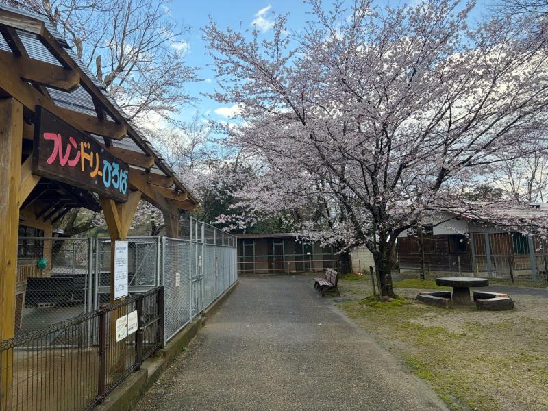 ソメイヨシノ